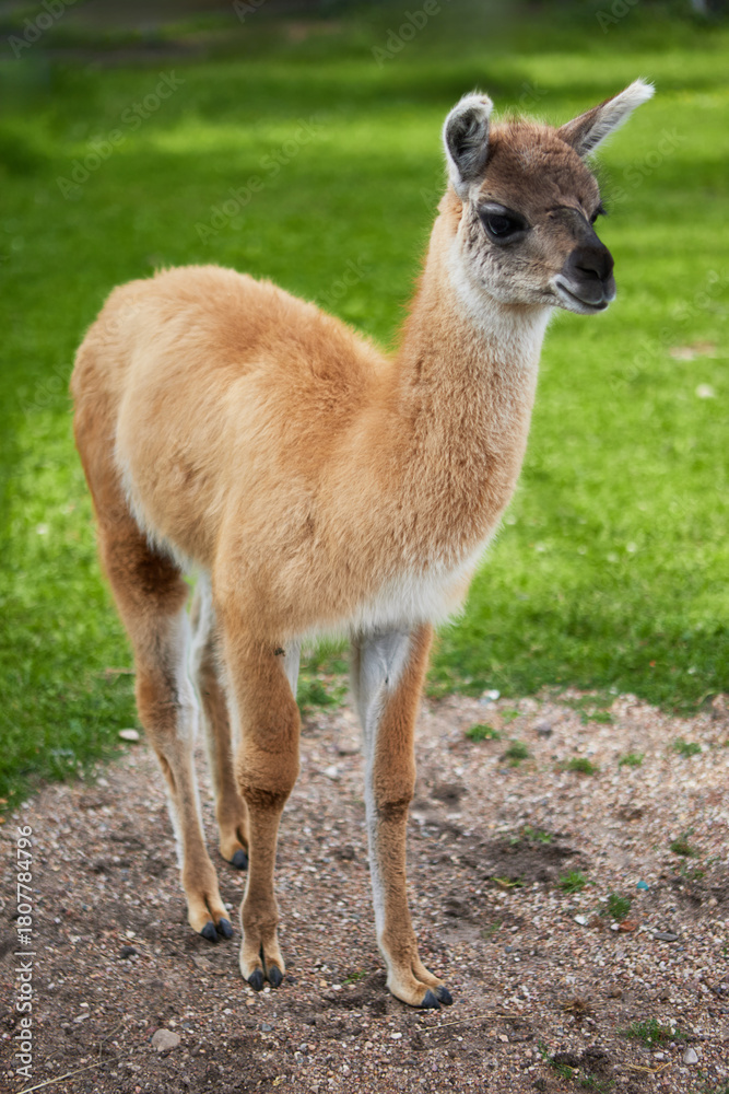 Naklejka premium a baby guanaco found in South America, a relative of the llama and one of the largest mammals in the Andes.