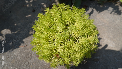Close-up of a spherical golden-leafed plant on a dark gray concrete surface, geometric concept.