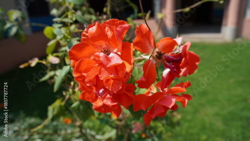 Close-up of vibrant coral-red roses in full bloom against a blurred green background, passion concept.