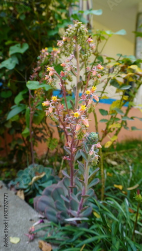 Close-up of a flowering succulent plant with purple stem and yellow and pink flowers, exotic concept.