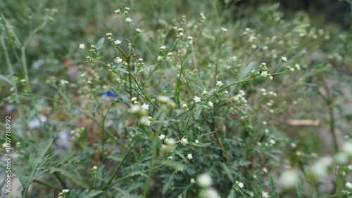 Close-up macro of small white baby's breath flowers on thin stems, creating a soft texture, delicacy concept.