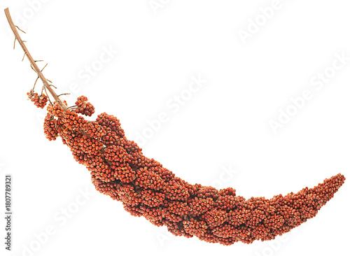 Single twig of red millet isolated on a white background, top view. Ear of red millet.