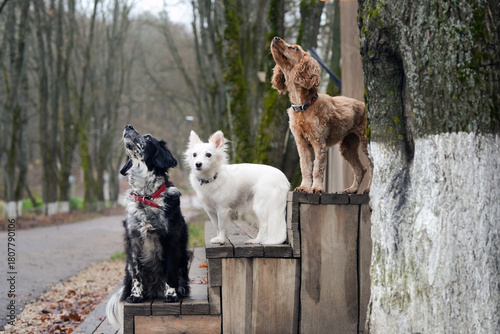 Canvas Print Three dogs of different breeds standing on wooden steps in a park, showcasing th