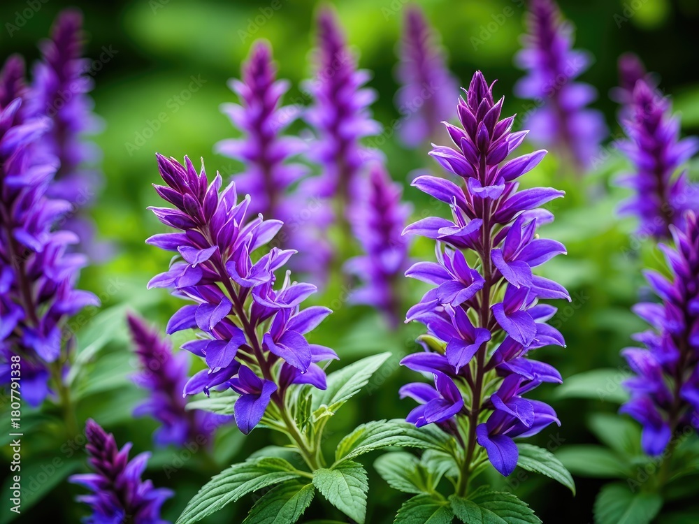 Obraz premium Vibrant Purple Salvia Flowers in Bloom: A Captivating Garden Scene with Lavender Hues and Natural Beauty, Close-Up