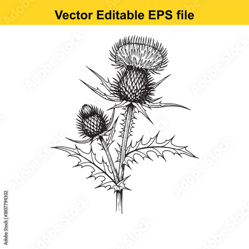 Handdrawn thistle illustration isolated on, showcasing the spiky leaves and flower head of this resilient and symbolic plant in detail