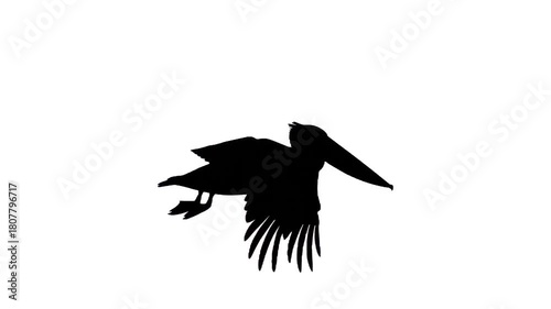 Pelican in Flight Silhouette: A majestic pelican soars gracefully through the air, its silhouette a striking display of elegance and freedom. 