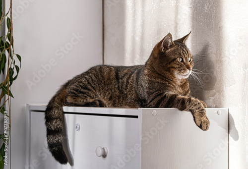 Tabby cat resting on cabinet in modern home