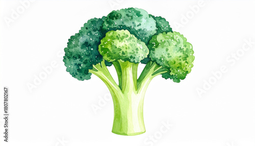 watercolor broccoli healthy food illustration