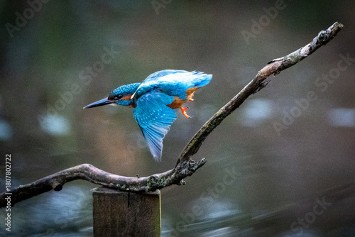 Kingfisher launches from wooden branch
