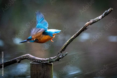 Kingfisher takes off from wooden perch