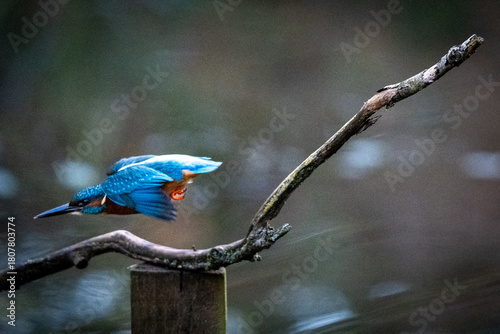 Kingfisher in flight from perch