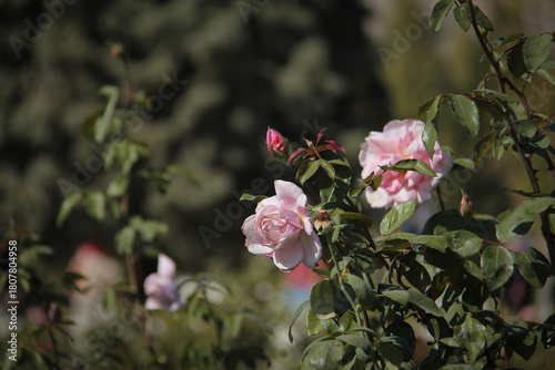 Photos Roses with buds in a garden in Tehran