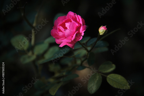 Tableau sur toile Roses with buds in a garden in Tehran