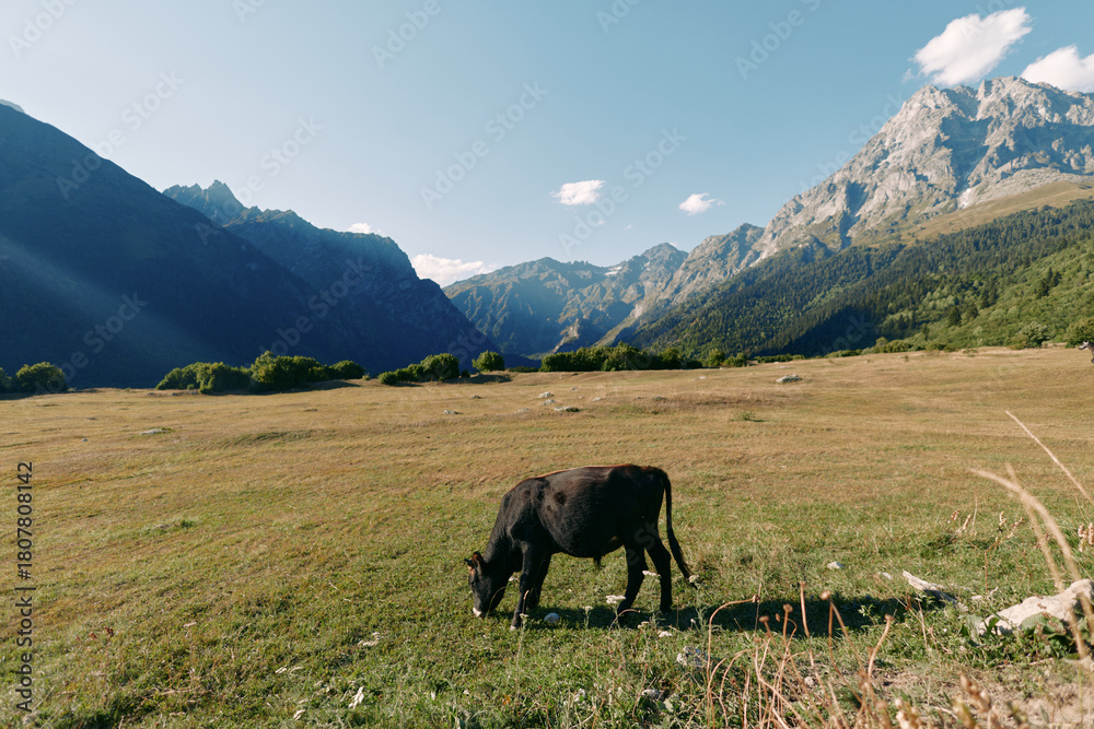 Fototapeta premium Cow grazing in a sunlight meadow valley with mountain landscape, pasture and nature scene. Alone bovine eats grass in wide open plain with distant peaks and clear sky.