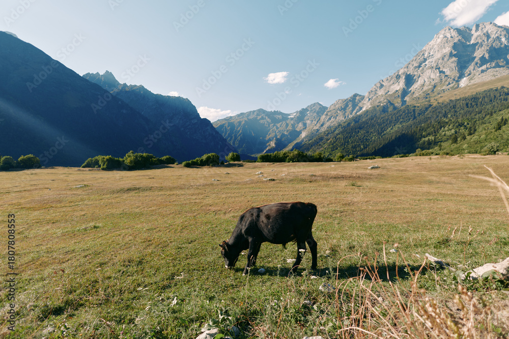 Fototapeta premium Cow grazing in a wide meadow with mountains and a valley in the background, alpine pasture and green grass under clear blue sky, rural landscape and peaceful nature.
