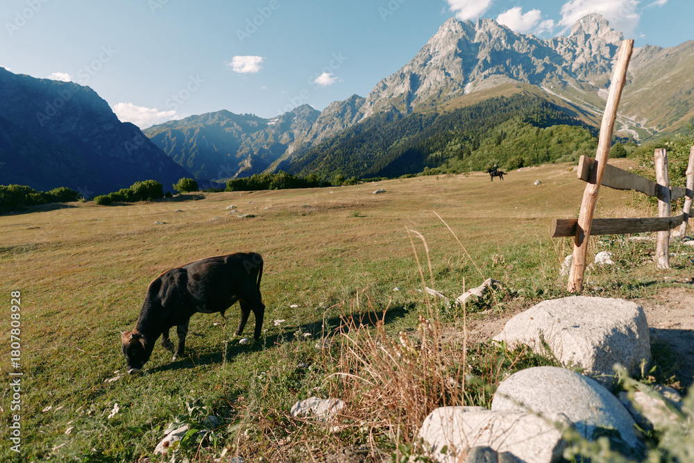 Fototapeta premium Cow grazing on meadow near wooden fence with alpine mountains in background, sunlit pasture landscape and green grass creating a peaceful rural nature scene for outdoor life.