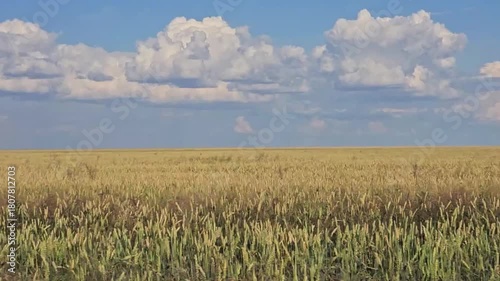 Field of ripening wheat. Agriculture. Slow motion video.