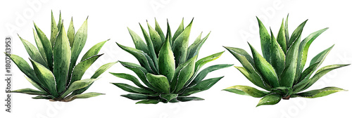 Three agave plants with vibrant green and cream-colored leaves