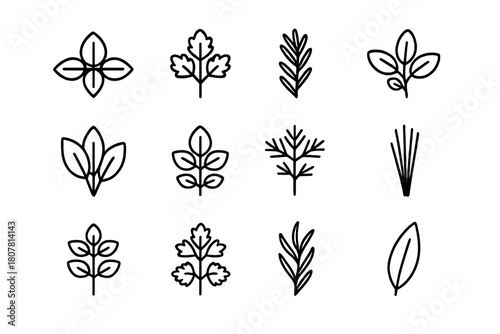 Culinary Herb Icons. Culinary Herbs. Line icon set of Culinary Herbs: basil, parsley, rosemary, thyme, sage, mint, dill, chives, oregano, coriander, tarragon,