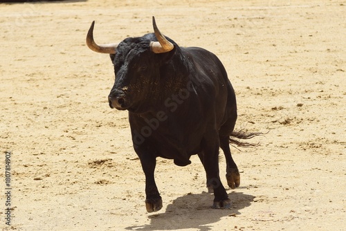 toro bravo en el campo