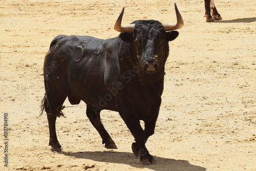 toro bravo en el campo