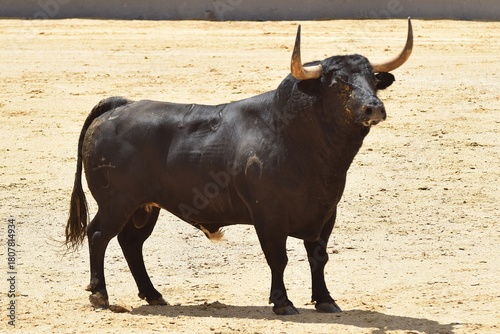 toro bravo en el campo