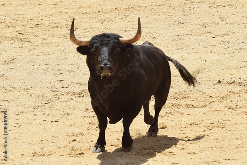 toro bravo en el campo