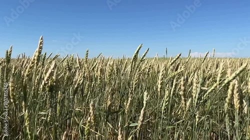 Field of ripening wheat. Agriculture. Slow motion video.