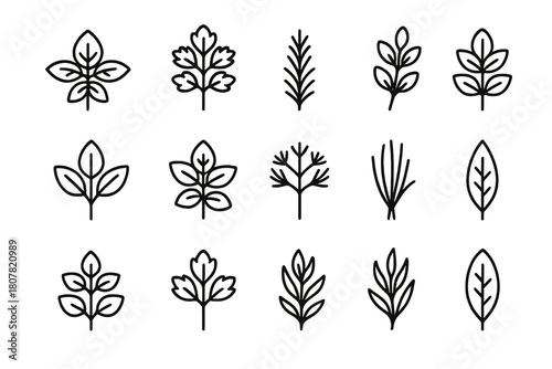 Culinary Herb Icons. Culinary Herbs. Line icon set of Culinary Herbs: basil, parsley, rosemary, thyme, sage, mint, dill, chives, oregano, coriander, tarragon,