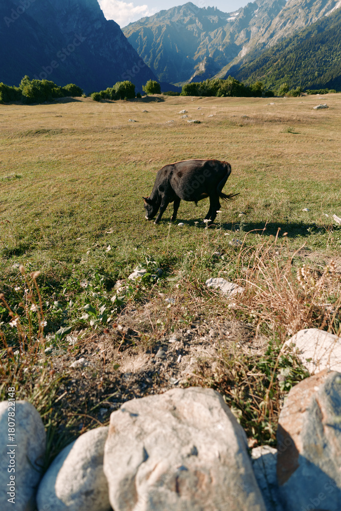 Fototapeta premium Sheep grazing meadow mountains valley rocks in a sunlit pasture, black sheep feeding on wild grass near alpine slopes under clear sky for peaceful rural landscape and nature scene.