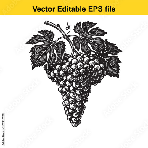 Engraving style illustration of a bunch of grapes with leaves isolated on, perfect for adding a touch of vintage charm to designs