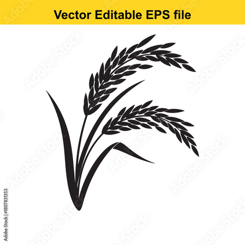 Silhouette of rice plant isolated on rice is the seed of the grass species oryza sativa or oryza glaberrima, cereal grain