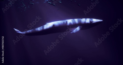 A blue whale glides gracefully through dark ocean water, illuminated by faint light. Smaller fish swim nearby, creating a captivating underwater harmony in this natural habitat.