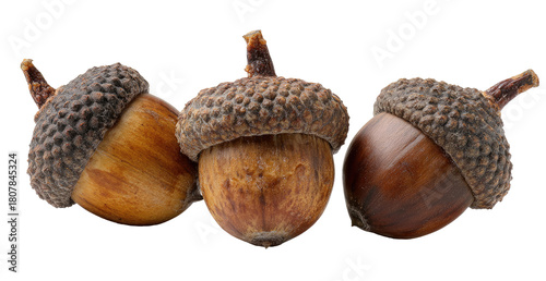 Three acorns arranged in a horizontal row.  Close-up view of their rough, textured caps and light brown to dark brown husks.  Each acorn has a small stem.  Isolated on a black background