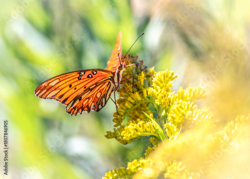 Gulf Fritillary on Tall Goldenrod along the nature trail in Pearland, Texas
