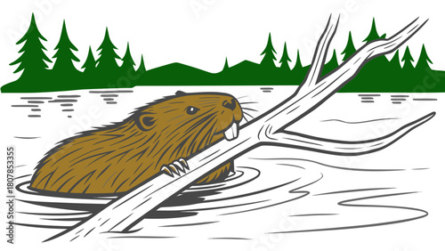 Beaver dragging branch through water with forest background and rippling lake surface. Beaver's natural behavior includes gathering branches for building dams and lodges.