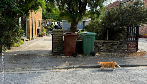 A ginger cat moves along a quiet street, passing bins and a neat driveway, the scene softened by greenery and suburban calm in Farsley, Leeds, UK