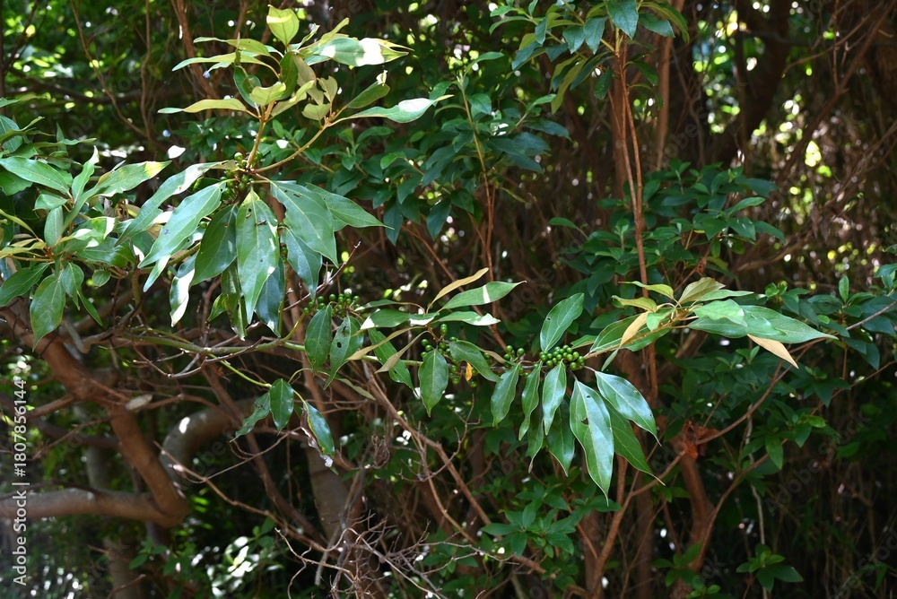 Naklejka premium Neolitsea sericea (Japanese Shirodamo) berries. Lauraceae evergreen dioecious tree. The berries take a year to ripen to red, and you can see the flowers and berries at the same time.