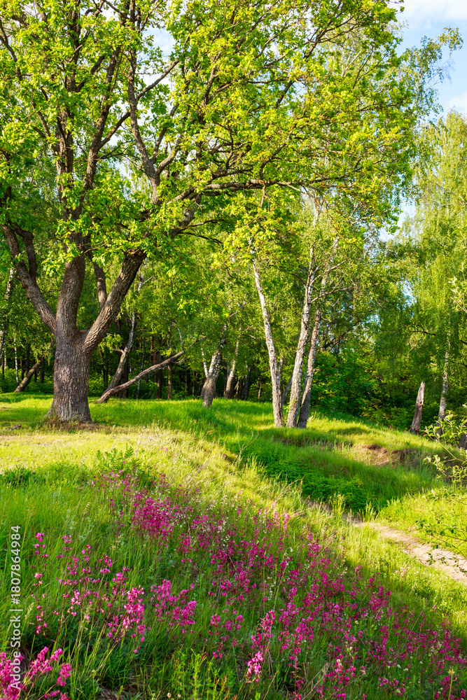 Obraz premium Vibrant pink Silene viscaria flowers blanket a sunlit, verdant forest slope. An idyllic summer scene showcasing delicate blooms amidst lush green trees and natural beauty