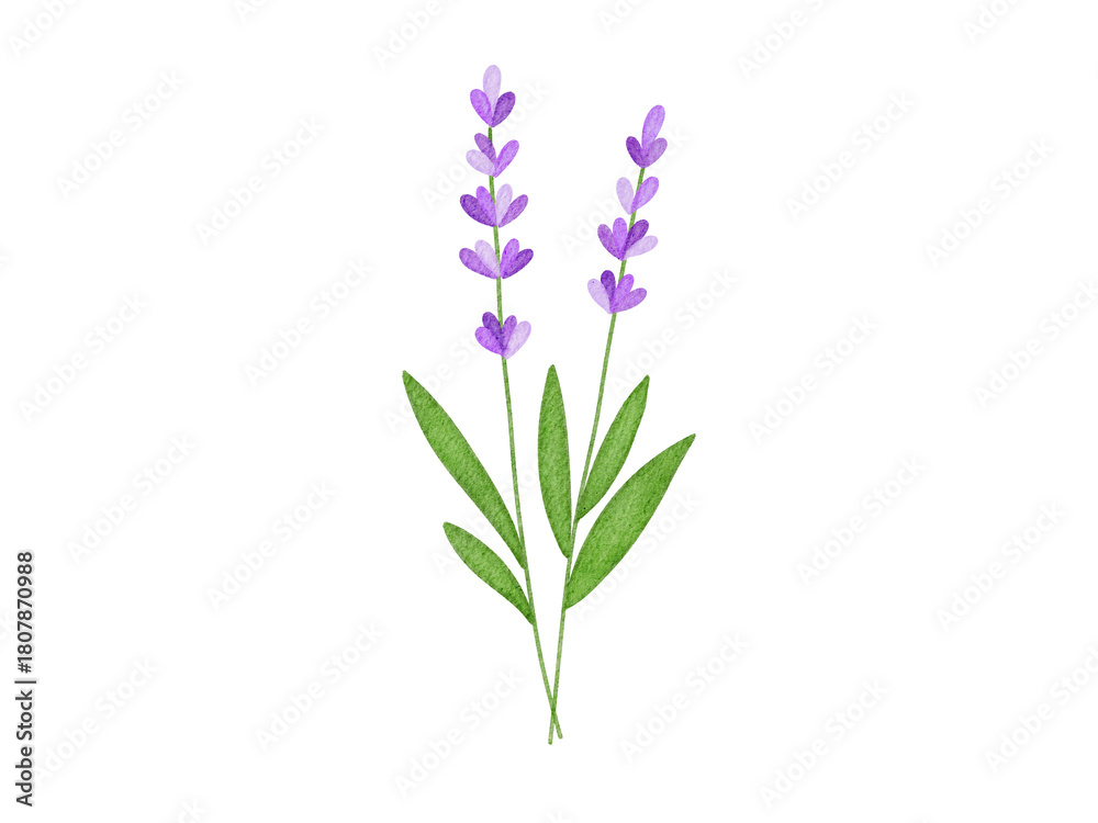 Obraz premium Watercolor lavenders illustration 