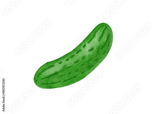 Watercolor cucumber illustration 