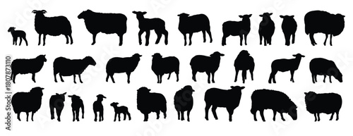 sheep silhouette set. sheep and lamb isolated farm animal silhouette icon vector collection