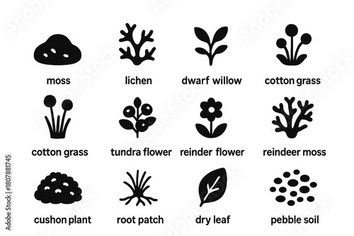 Tundra Vegetation Icons. Tundra Vegetation. Solid icon set of Tundra Vegetation: moss, lichen, dwarf willow, sedge grass, cotton grass, berry shrub, tundra