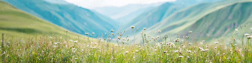 Obraz premium mountain landscape, featuring soft, hazy layers of rolling hills extending into distance under sky. Foreground is dominated by meadow of white and yellow wildflowers, offering sense of depth