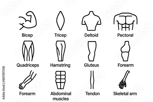 Fitness Anatomy Icons. Fitness anatomy. Line icon set of fitness anatomy: biceps, triceps, deltoid, pectoral, quadriceps, hamstring, calf muscle, gluteus,