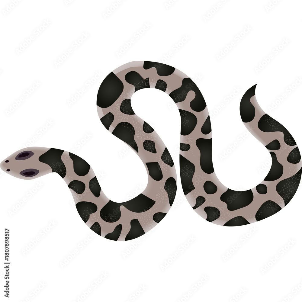 Naklejka premium Gray and Black Spotted Snake Reptile Animal on Transparent Background Studio Shot Detailed Illustration