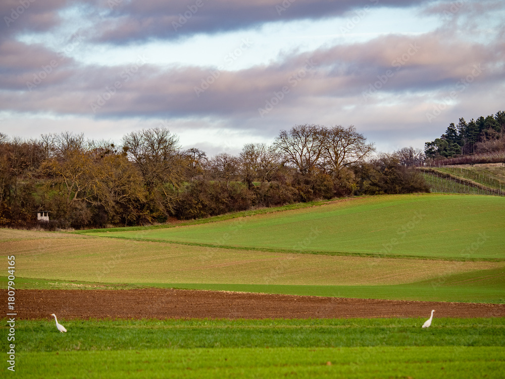 Naklejka premium Reiher auf einem Feld im Spätherbst