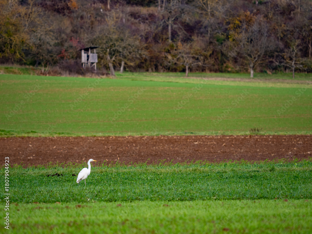 Naklejka premium Reiher auf einem Feld im Spätherbst