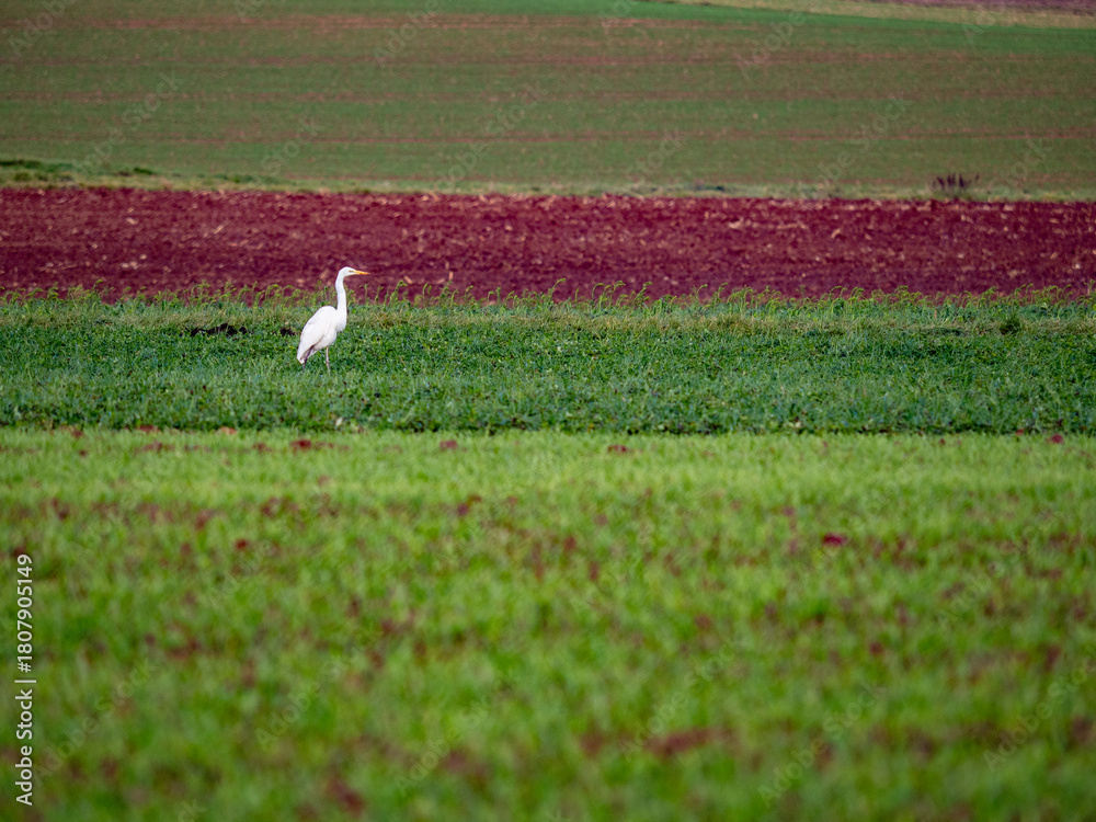 Naklejka premium Reiher auf einem Feld im Spätherbst