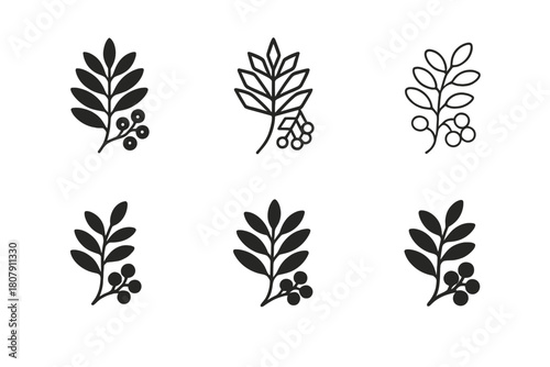 Acacia Logo Variations. Acacia. Icon set. Set Logo of Acacia: Acacia silhouette at sunset. harmonious logo variations of the same emblematic concept (Abstract